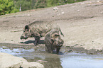 Wildschweine am Wasser