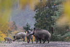 Wildschweine