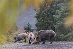 Wildschweine