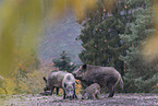 Wildschweine