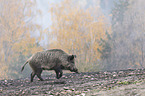 laufendes Wildschwein