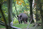 stehende Wildschweine