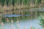 schwimmende Wildschweine