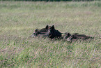 stehende Wildschweine