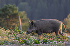 laufendes Wildschwein