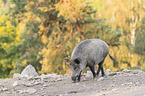 laufendes Wildschwein