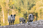 laufende Wildschweine