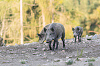 laufende Wildschweine