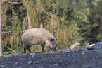 laufendes Wildschwein