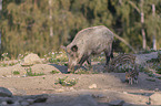 laufende Wildschweine