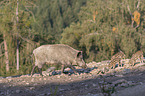 laufende Wildschweine