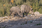 laufende Wildschweine