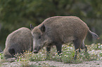 laufende Wildschweine