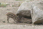 Wildschwein Ferkel