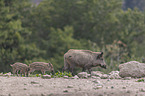 laufende Wildschweine