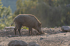 stehendes Wildschwein