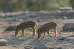 laufende Wildschweine