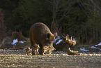 spielende Wildschwein