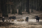 Wildschweine