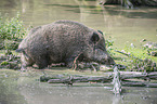 Wildschwein im Wasser