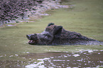 Wildschwein im Wasser