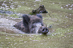 Wildschwein im Wasser
