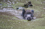 Wildschwein im Wasser