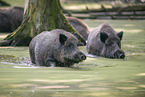 Wildschweine im Wasser
