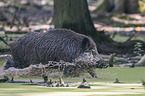 Wildschwein im Wasser