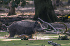 Wildschwein im Wasser