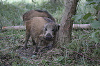 Wildschweine