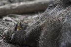 Wildschwein