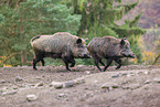 Wildschweine