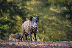 Wildschwein Bache mit Frischlinge