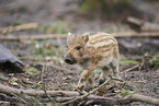 Wildschwein Frischling