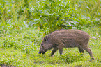 Wildschwein