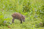 Wildschwein