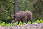 Wildschwein