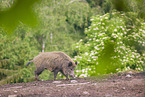 Wildschwein