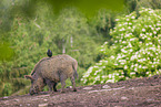 Wildschwein