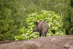 Wildschwein