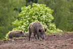 Wildschweine