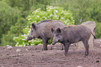 Wildschweine