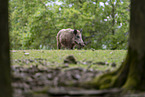 Wildschwein