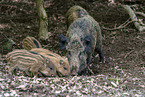 Wildschweine