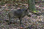 Wildschwein