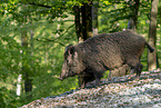 Wildschwein