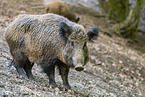 Wildschweine