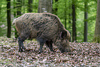 Wildschwein