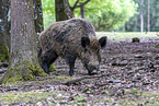 Wildschwein